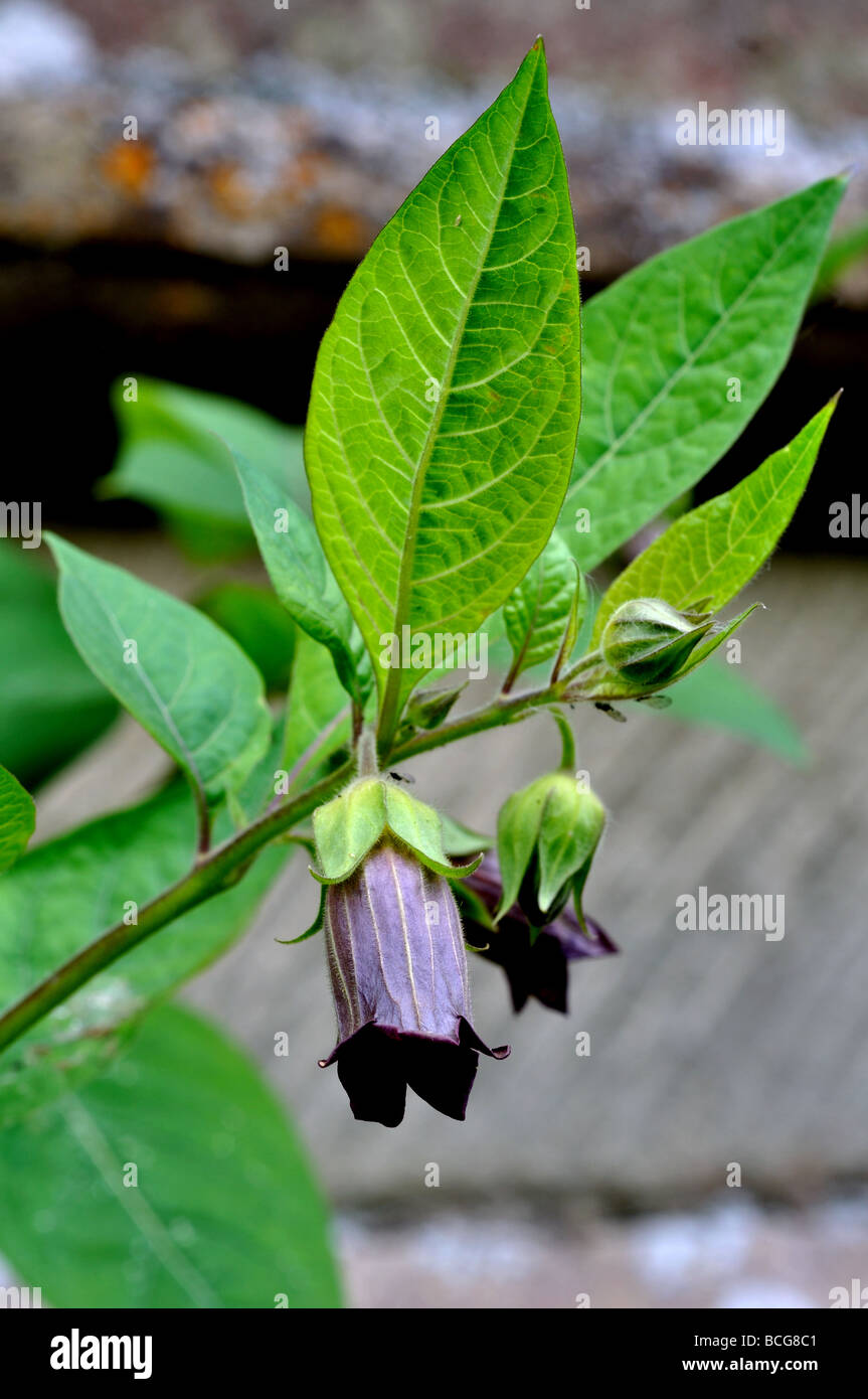 Deadly Nightshade, Atropa belladonna, in flower Stock Photo