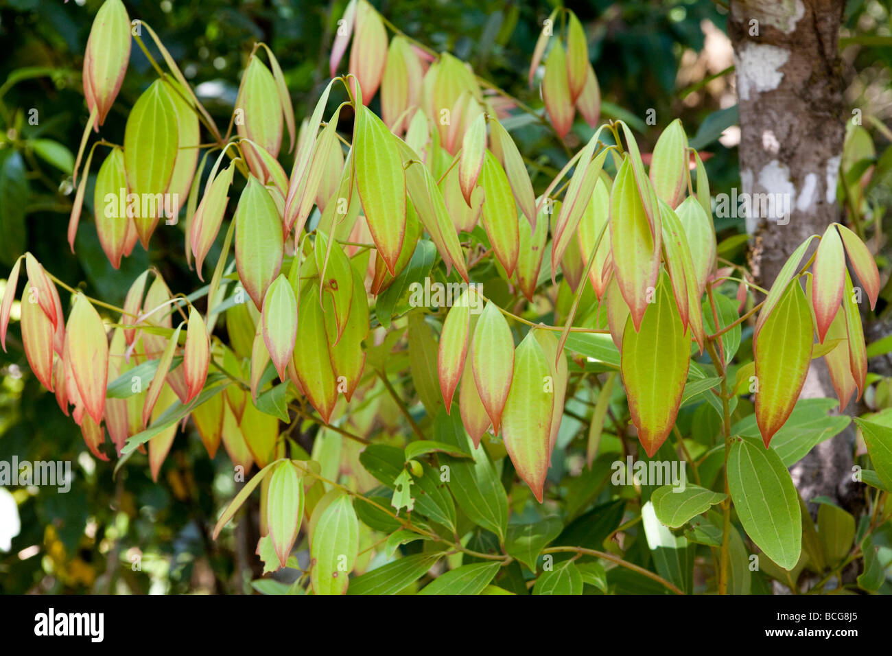 A Cinnamon Plant In Kerala India Stock Photo Alamy