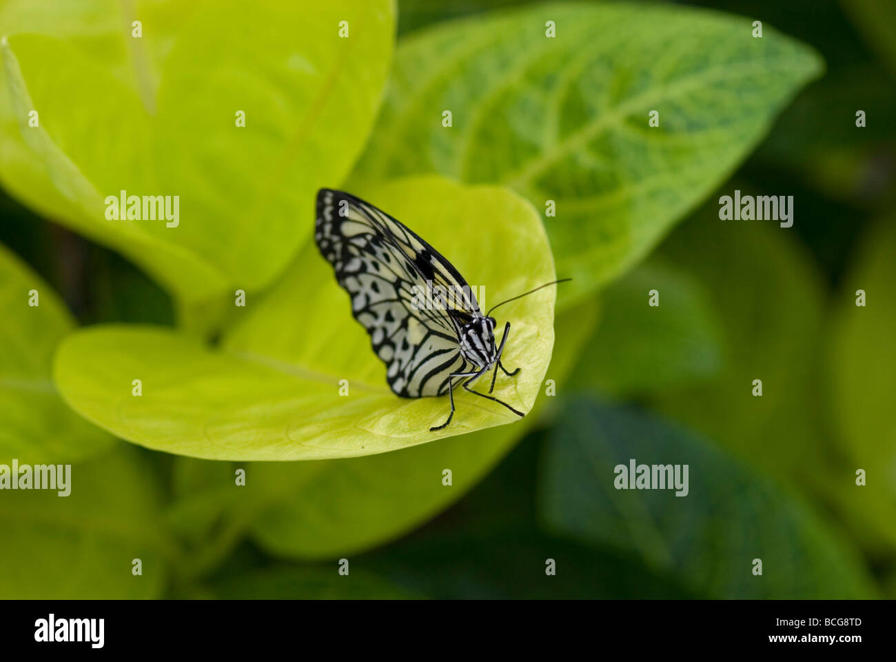 Butterfly portrait Stock Photo