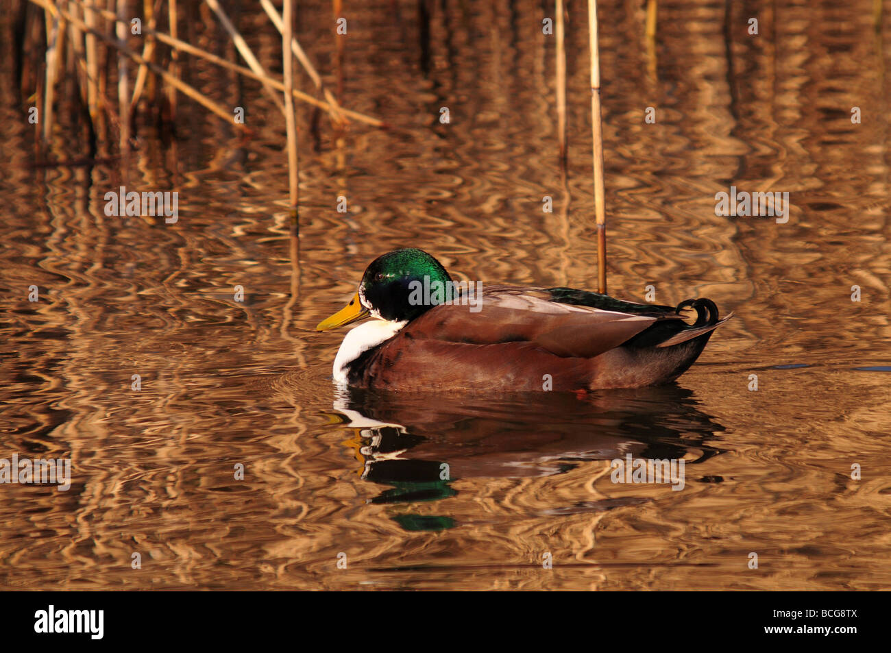 Duck in the sun Stock Photo Alamy