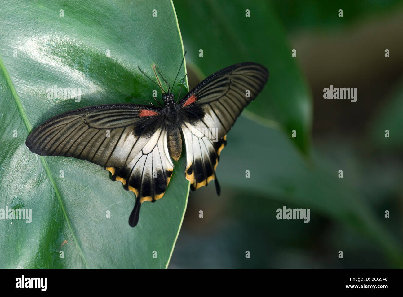 Swallow tail Butterfly portrait Stock Photo