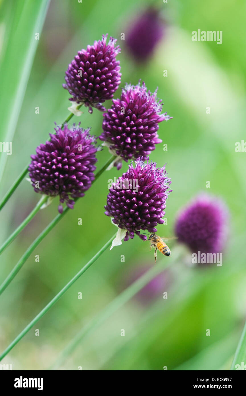 Allium sphaerocephalon. Round headed leek. Round-headed garlic flower Stock Photo