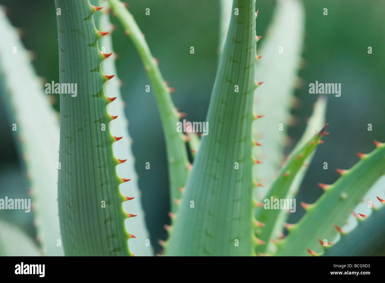 Aloe glauca 'blue aloe' plant abstract Stock Photo