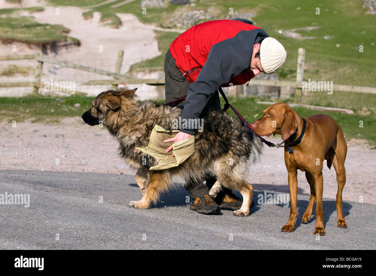 Man drying wet dogs with cloth taken at Balnakeil bay, Scotland Stock Photo