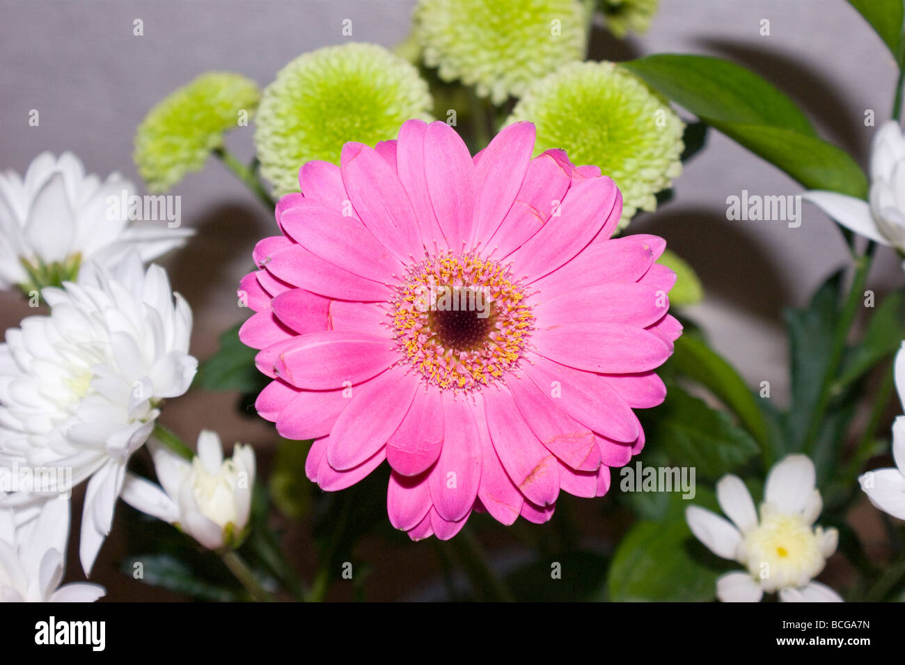 Pink chrysanthemum flower Stock Photo