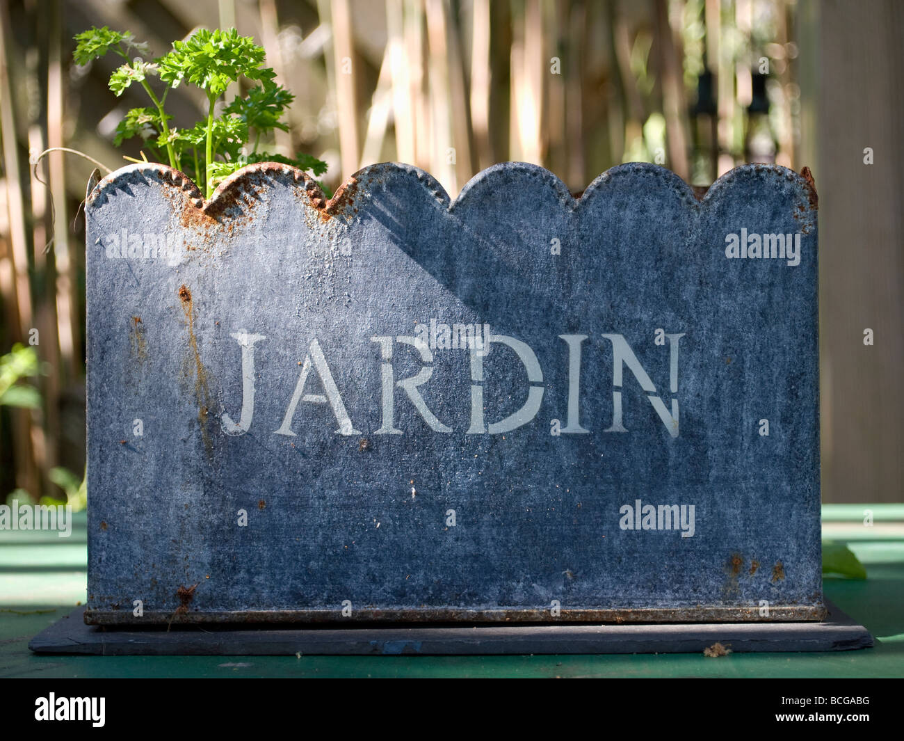 Parsley growing in 'jardin' stencilled metal planter. Stock Photo