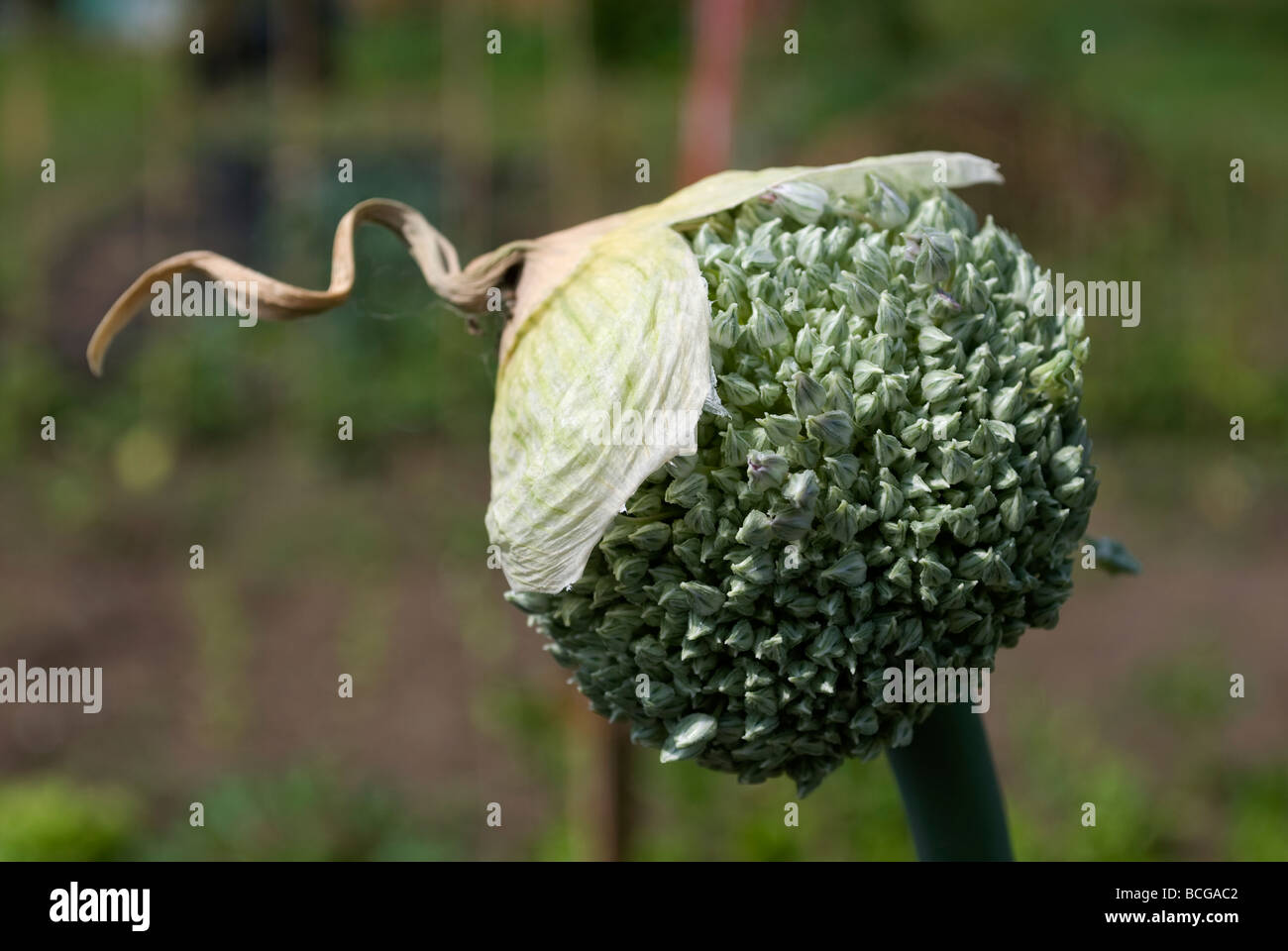 Allium cepa flower hi-res stock photography and images - Alamy