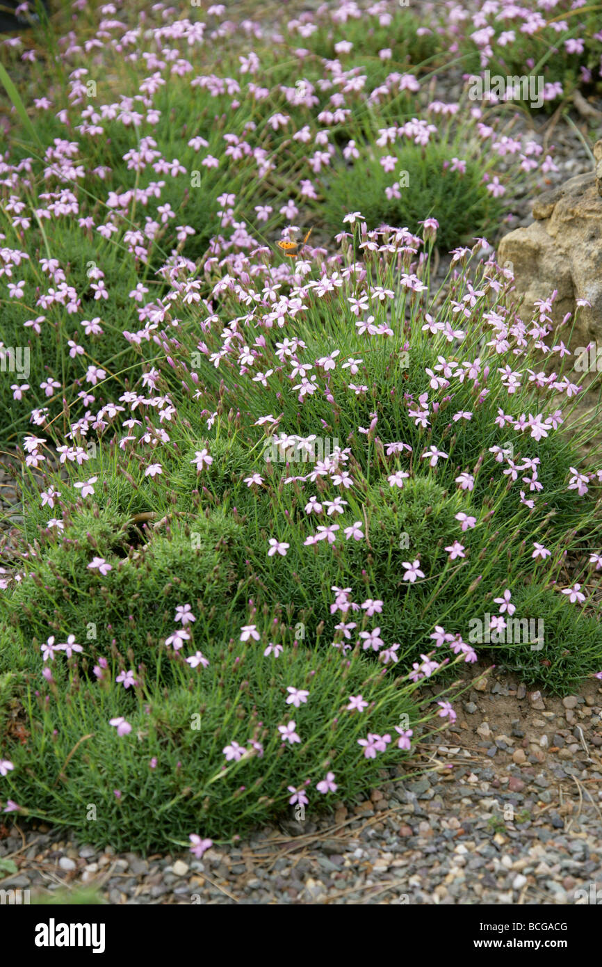 An Alpine Pink, Dianthus anatolicus var alpinus, Caryophyllaceae. Turkey Stock Photo