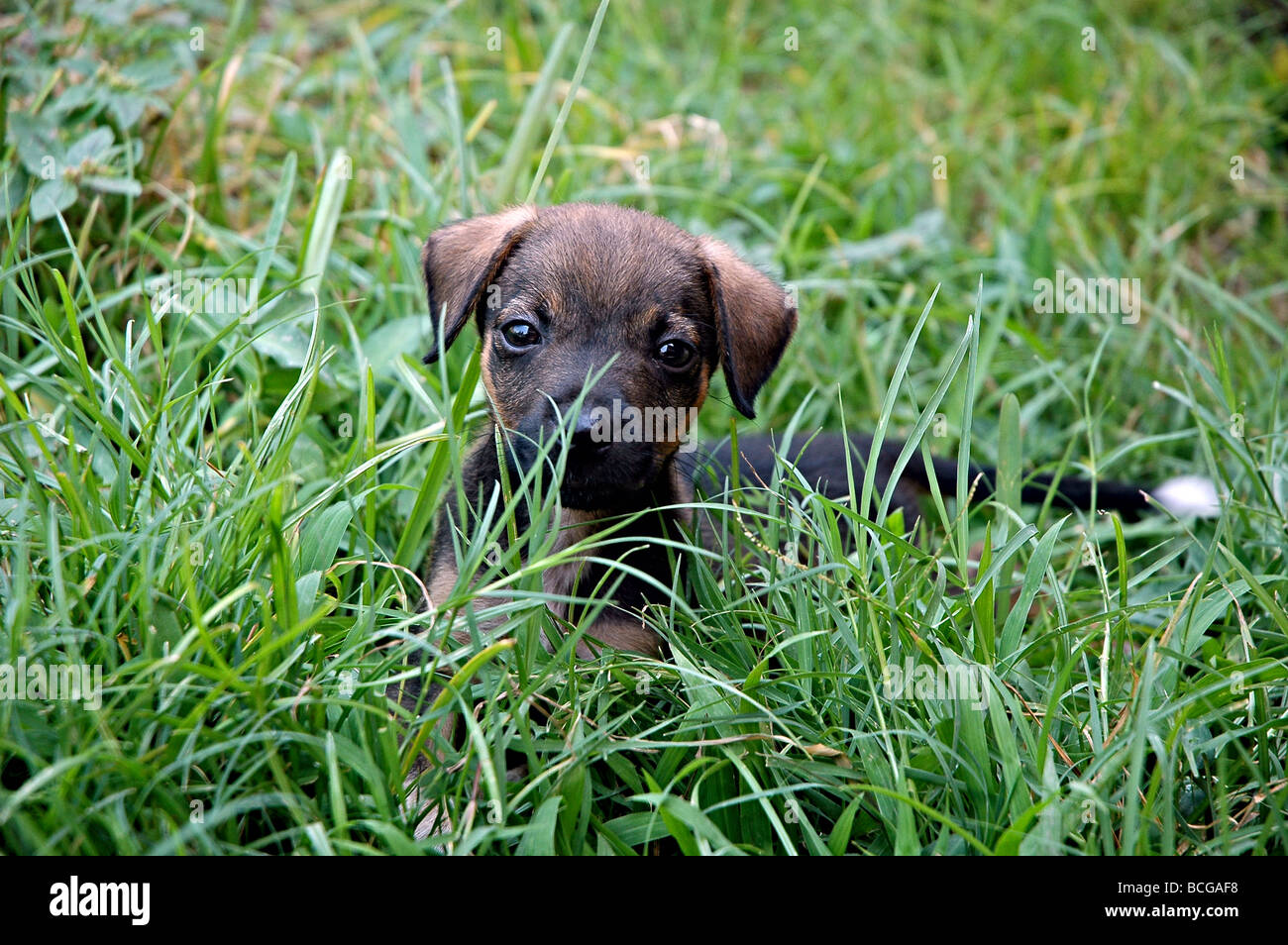 Pet dog dominating hi res stock photography and images Alamy Pet dog dominating hi res stock photography and images Alamy