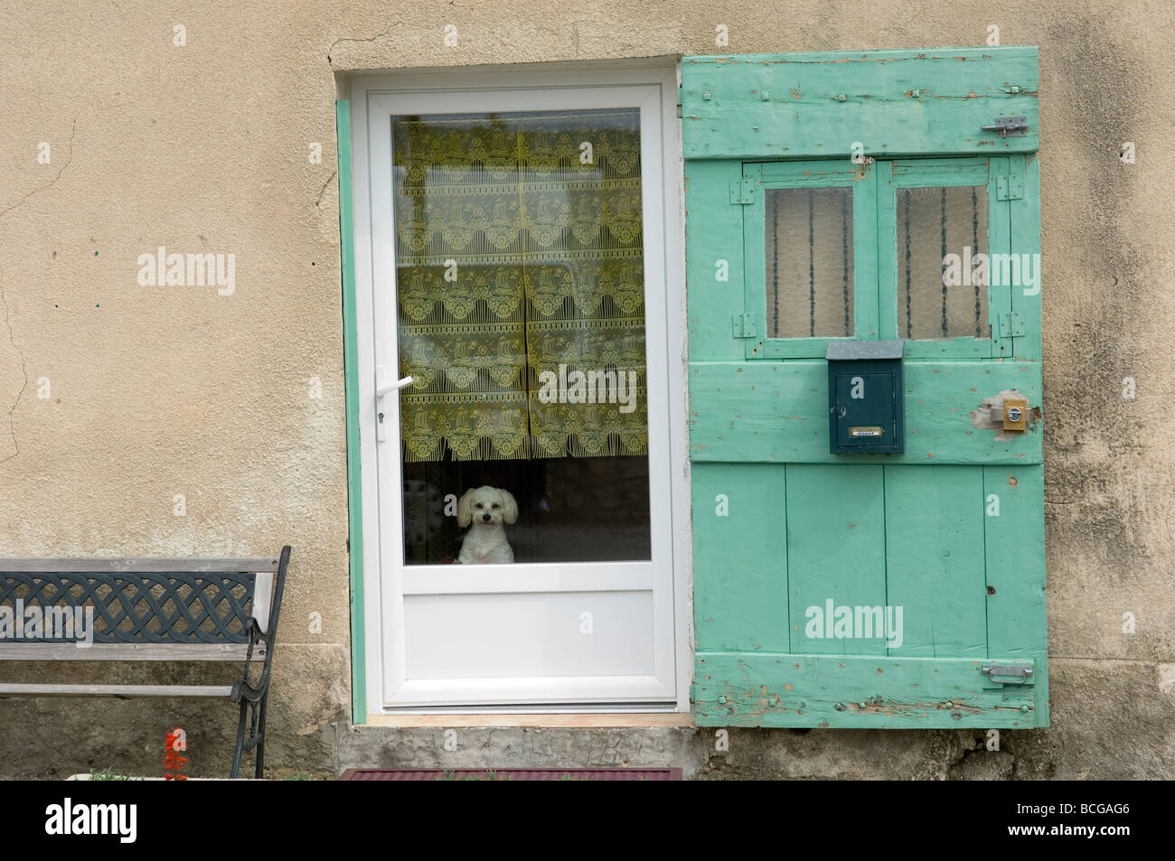 A white Poodle dog looks out from a front door window. Sault, Provence, France Stock Photo