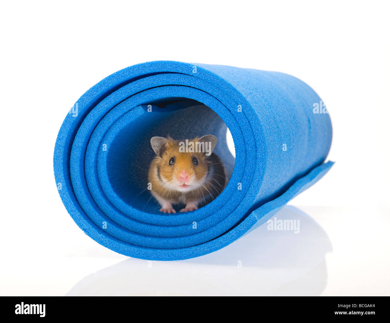 brown Hamster in blue tube white background goldhamster plain background pet animal studio shot awake listen playground Stock Photo