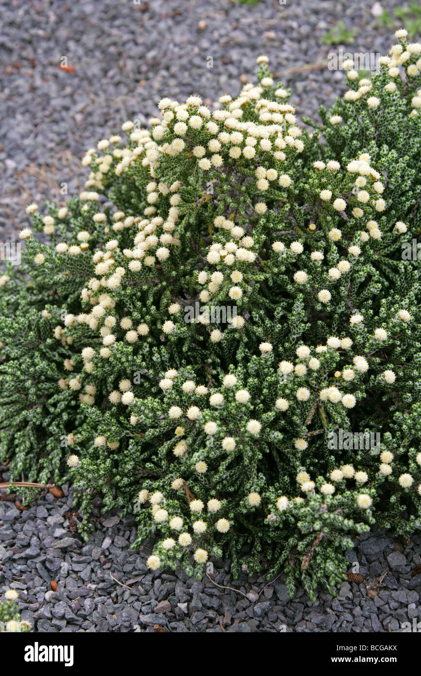 Helichrysum selago 'Major', Asteraceae, New Zealand Stock Photo
