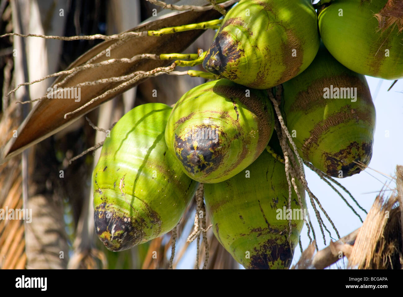The Coconut Palm (Cocos nucifera). Stock Photo