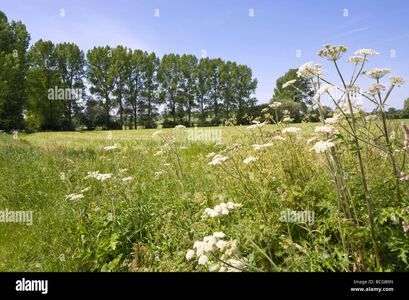 Cow parsley growing beside a field of barley at Ashleworth