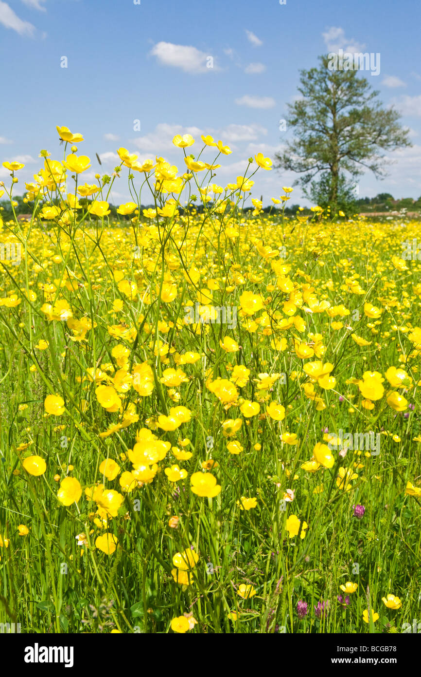 Bcgb78 hires stock photography and images Alamy