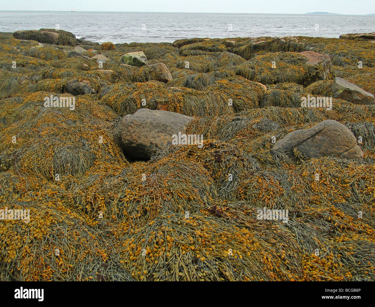 Detail, Seaweed and kelp on beach rocks, Mount Desert Island, Acadia