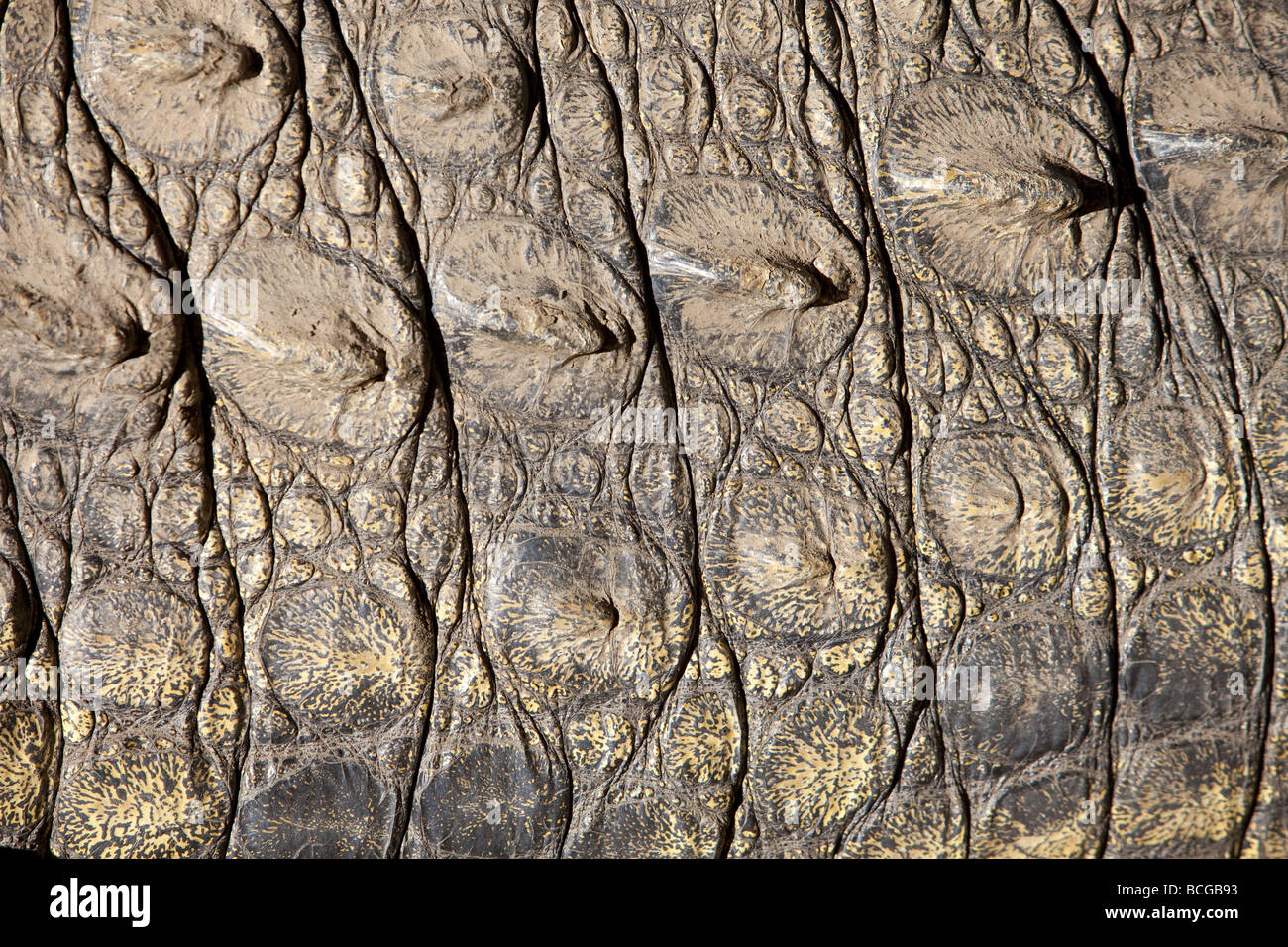 Close up shot of Nile crocodile scales Stock Photo