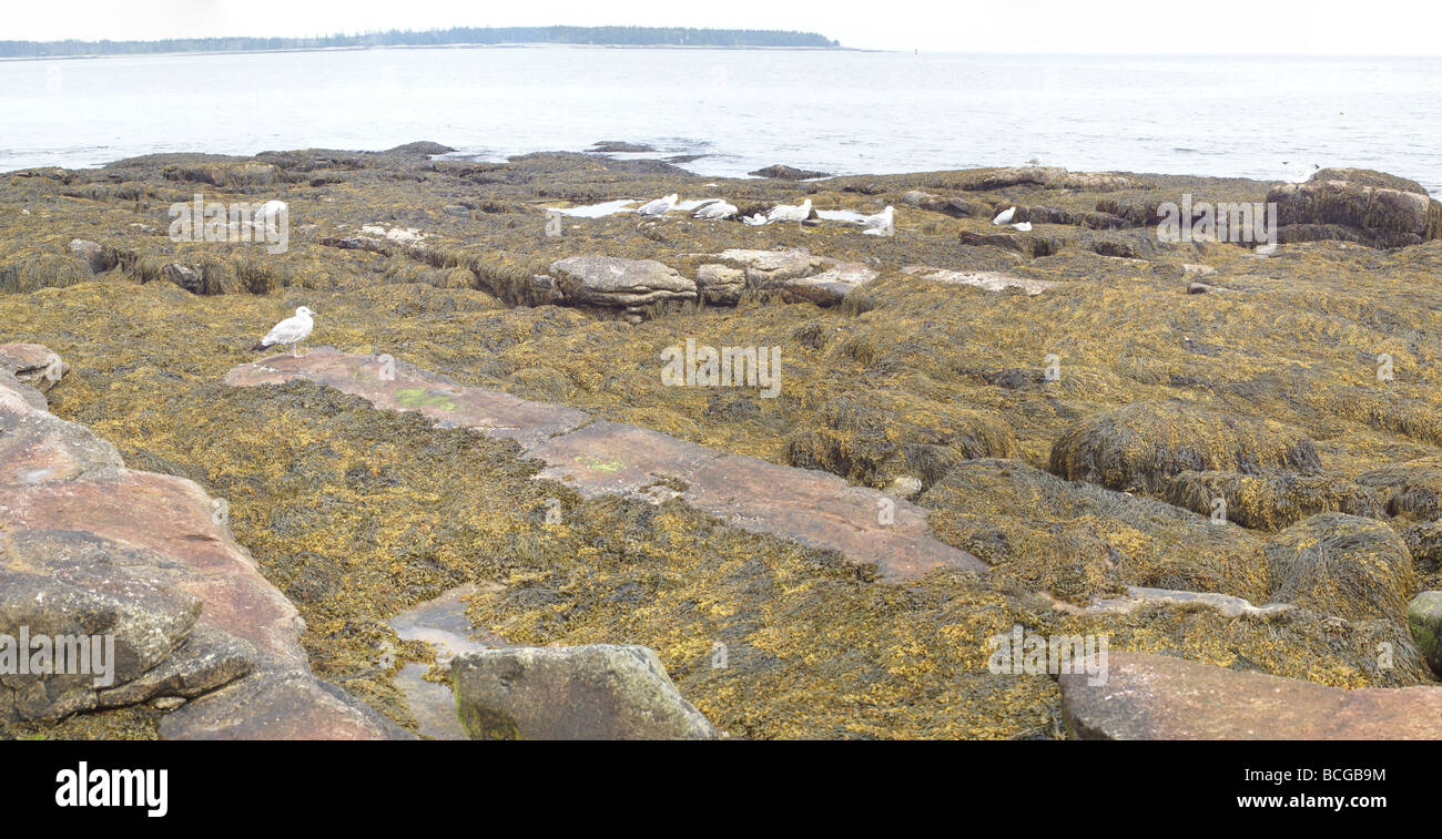 Detail, Seaweed and kelp on beach rocks, Mount Desert Island, Acadia National Park, Seawall