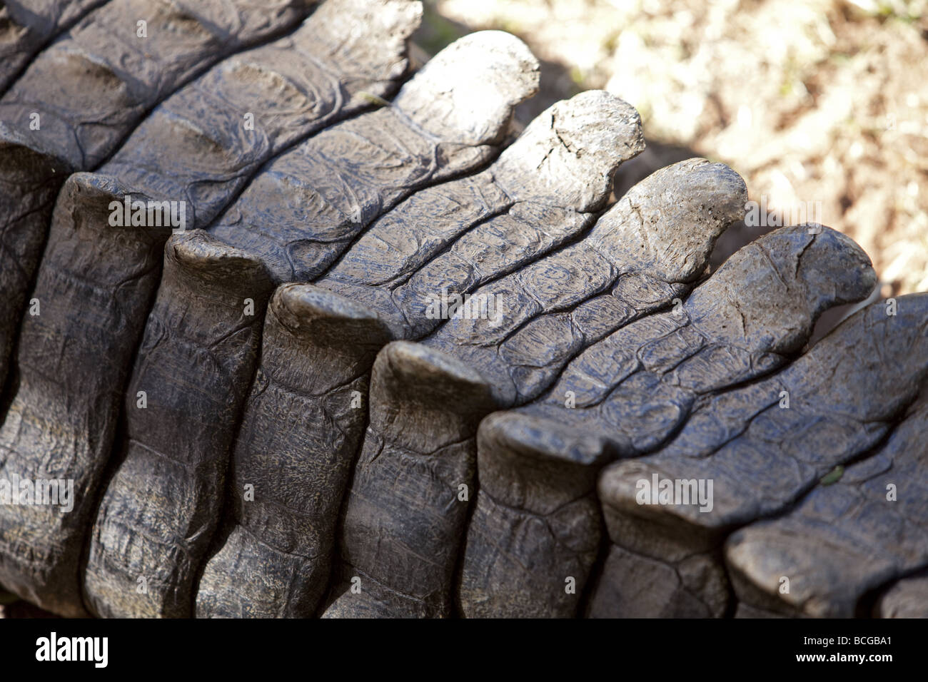 Close up shot of the scales on a Nile Crocodile's tail Stock Photo