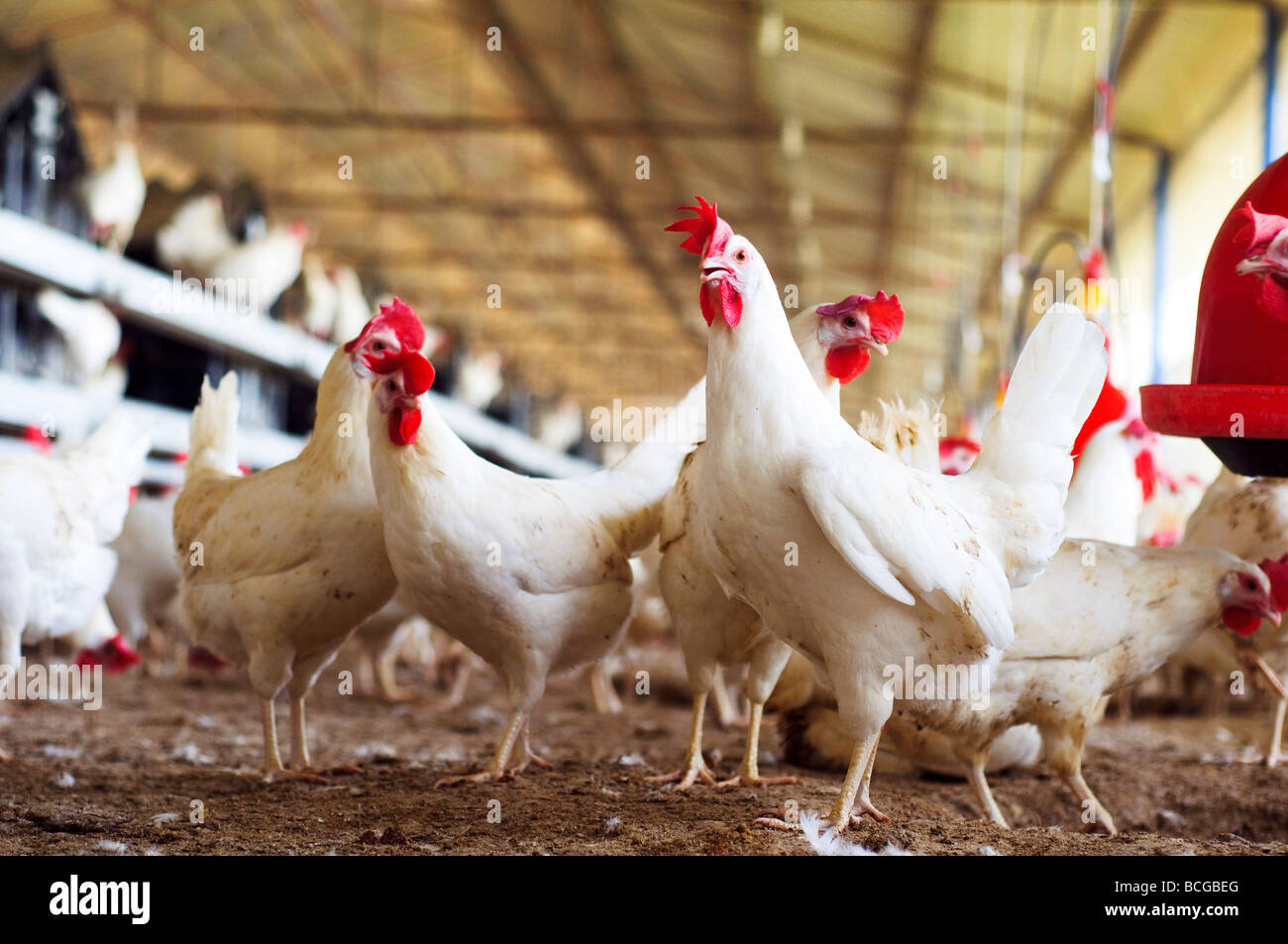 Hens in an organic free roaming chicken coop a producer of Freedom Eggs Stock Photo