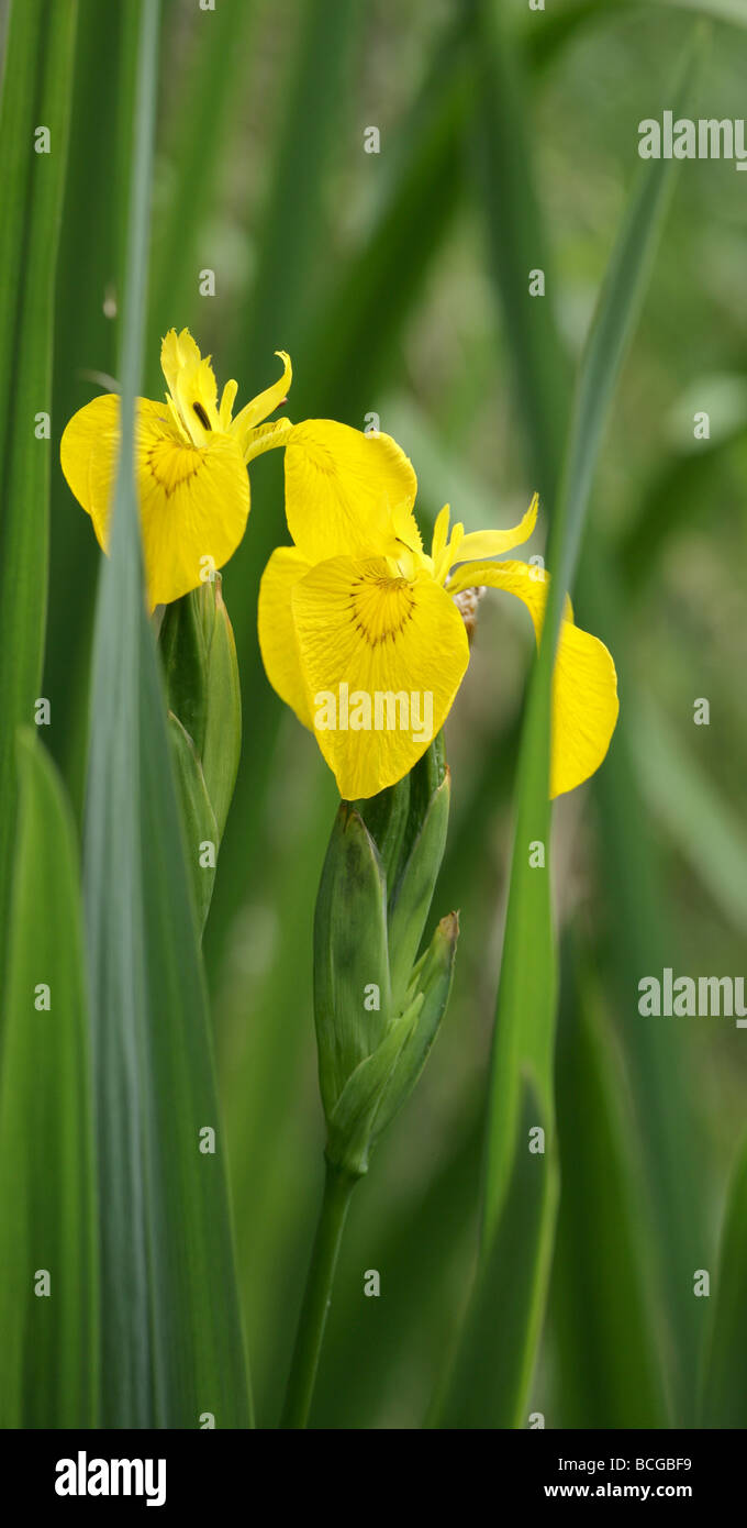 Yellow Iris flowers and leaves Stock Photo