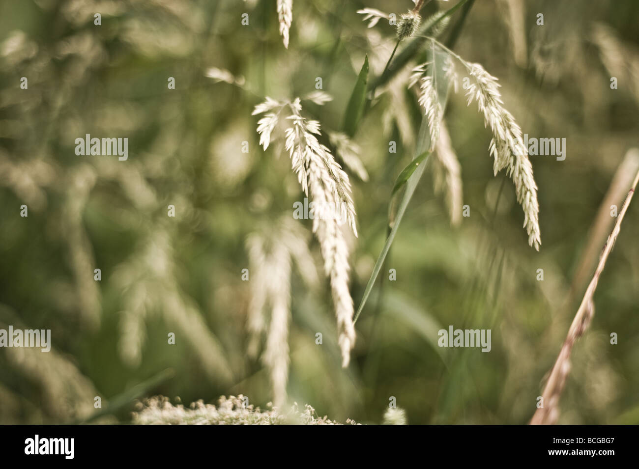 Close up of English meadow grass' in summer Stock Photo