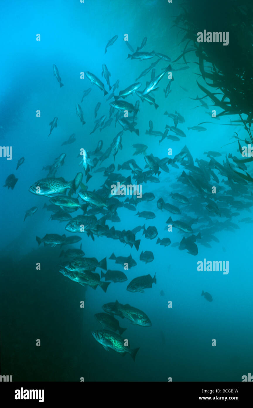 Blue rockfish school carmel bay underwater sebastes mystinus blue