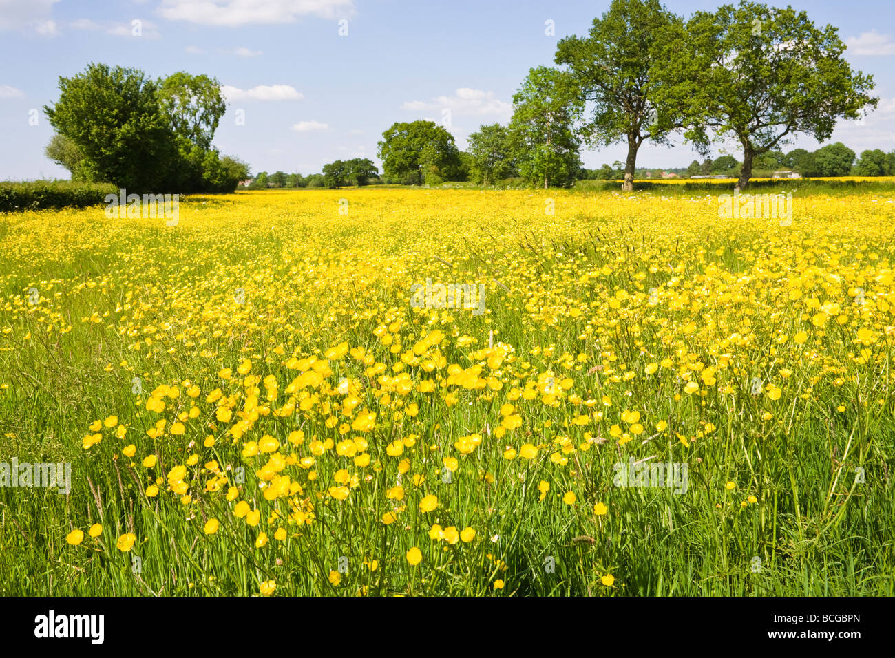 Buttercup with field hires stock photography and images Alamy
