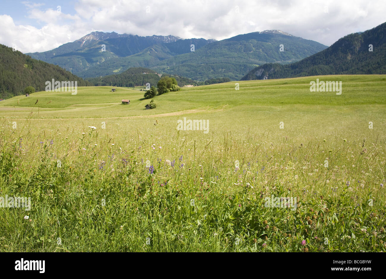 Tirol Austria EU An alpine spring flower meadow yet to be mowed Stock Photo