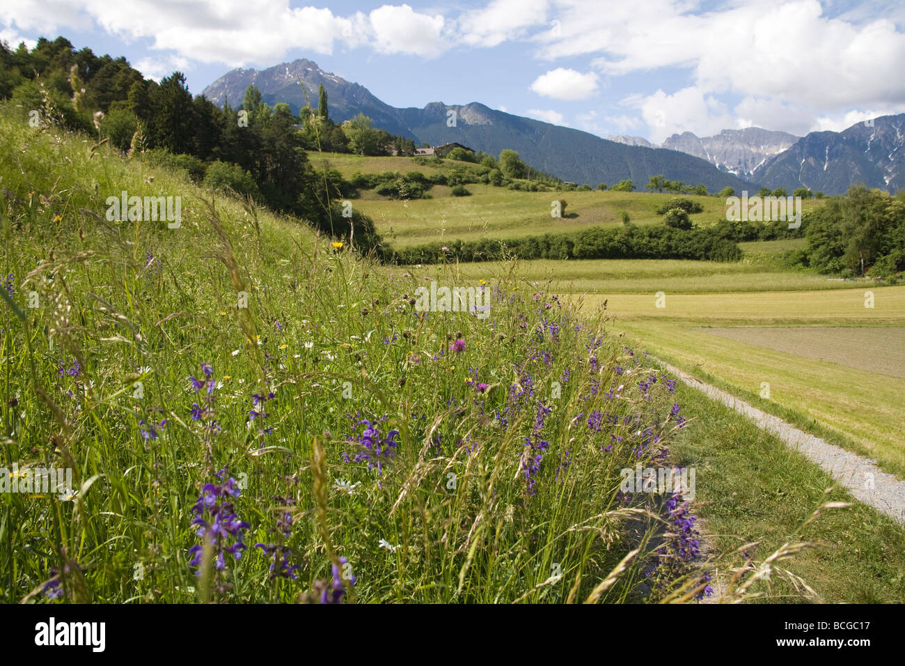 Tirol Austria EU An alpine spring flower meadow alongside a footpath Stock Photo