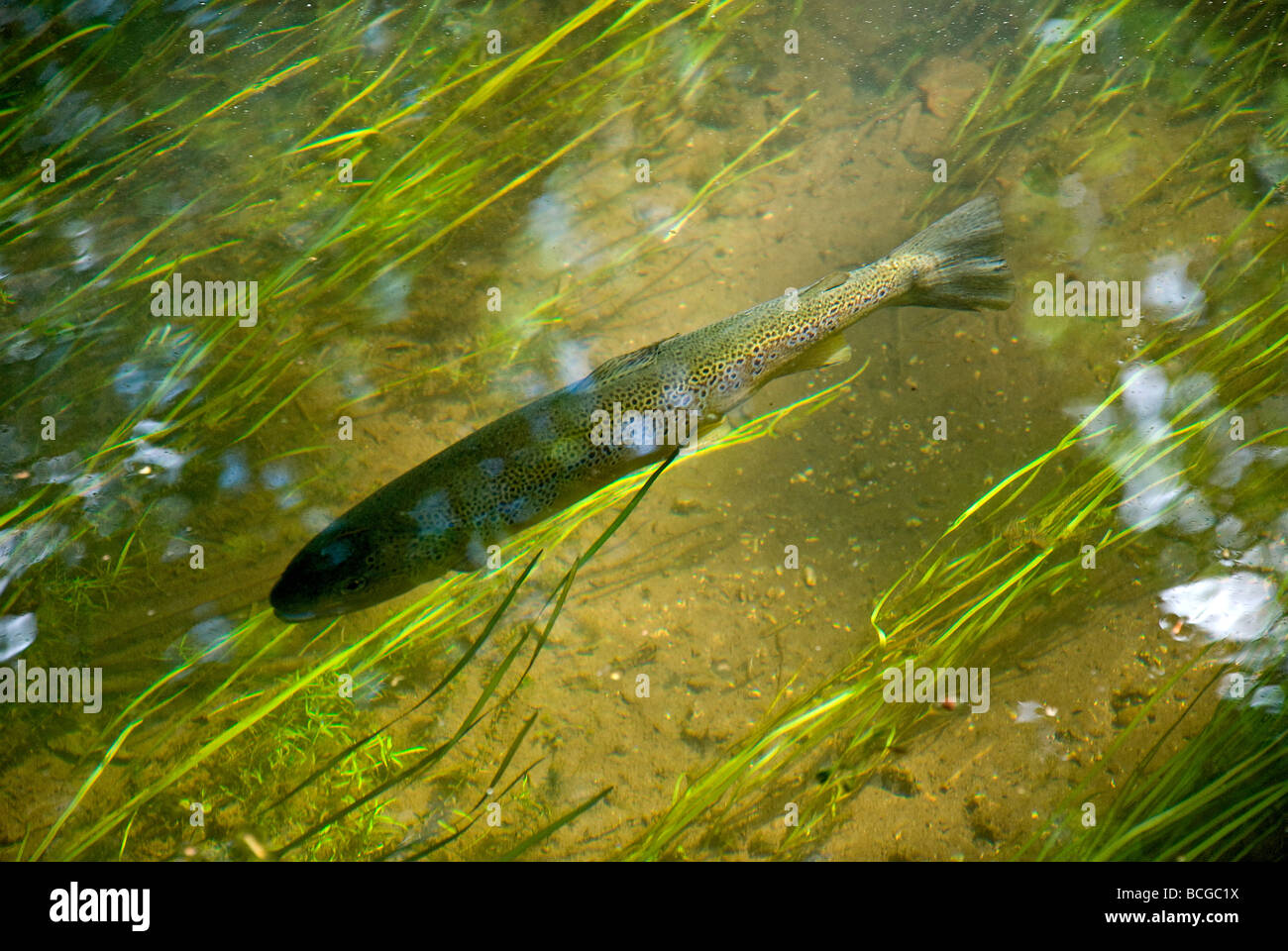 rainbow trout in river test Stock Photo - Alamy