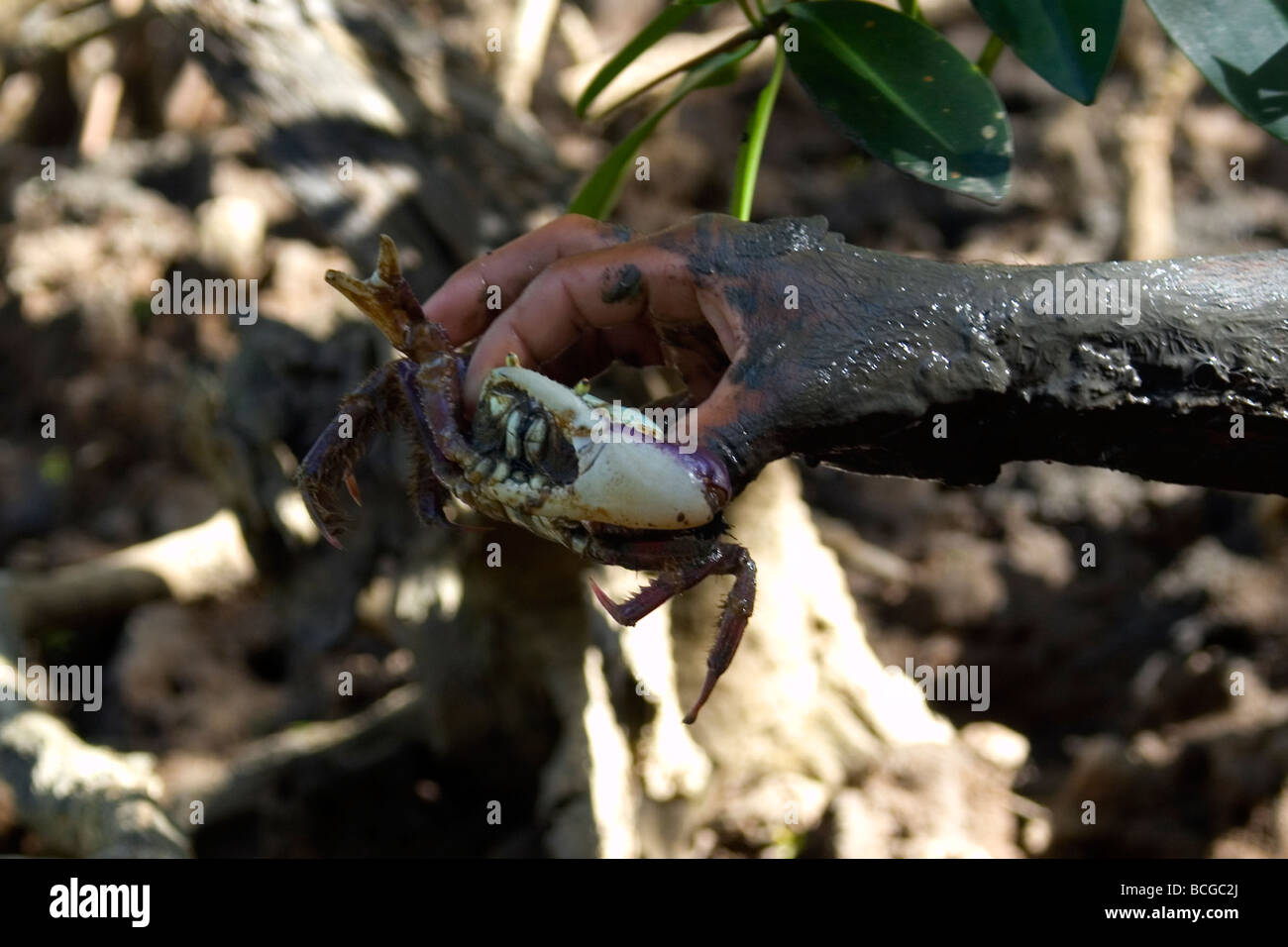 Mangrove crab Ucides cordatus Parnaiba river delta Parnaiba Piaui Brazil Stock Photo