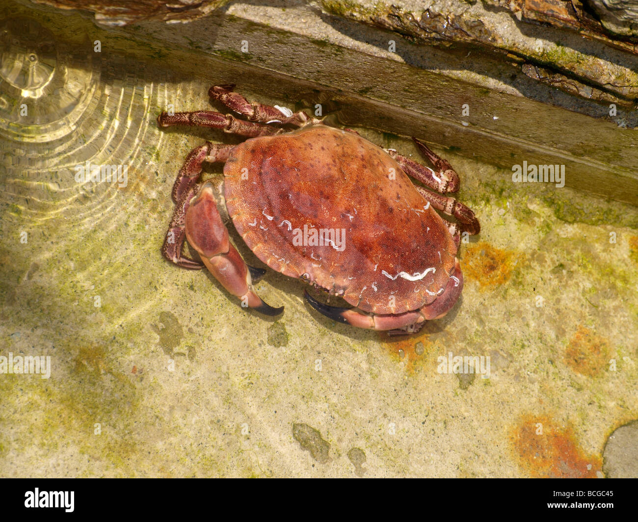 Holding large crab hires stock photography and images Alamy