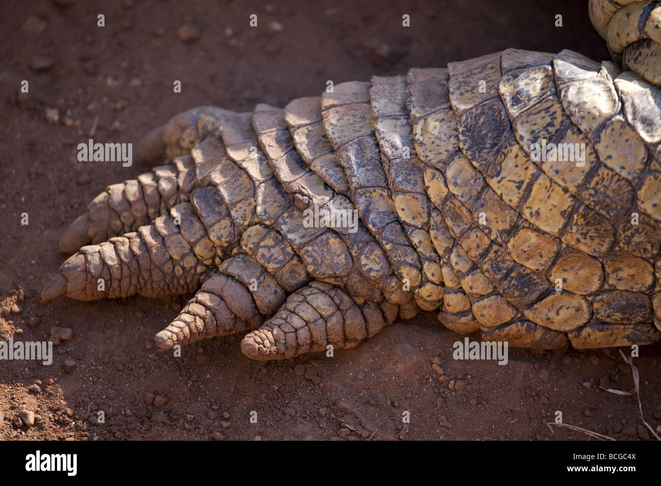 Front  foot of an albino Nile crocodile Stock Photo
