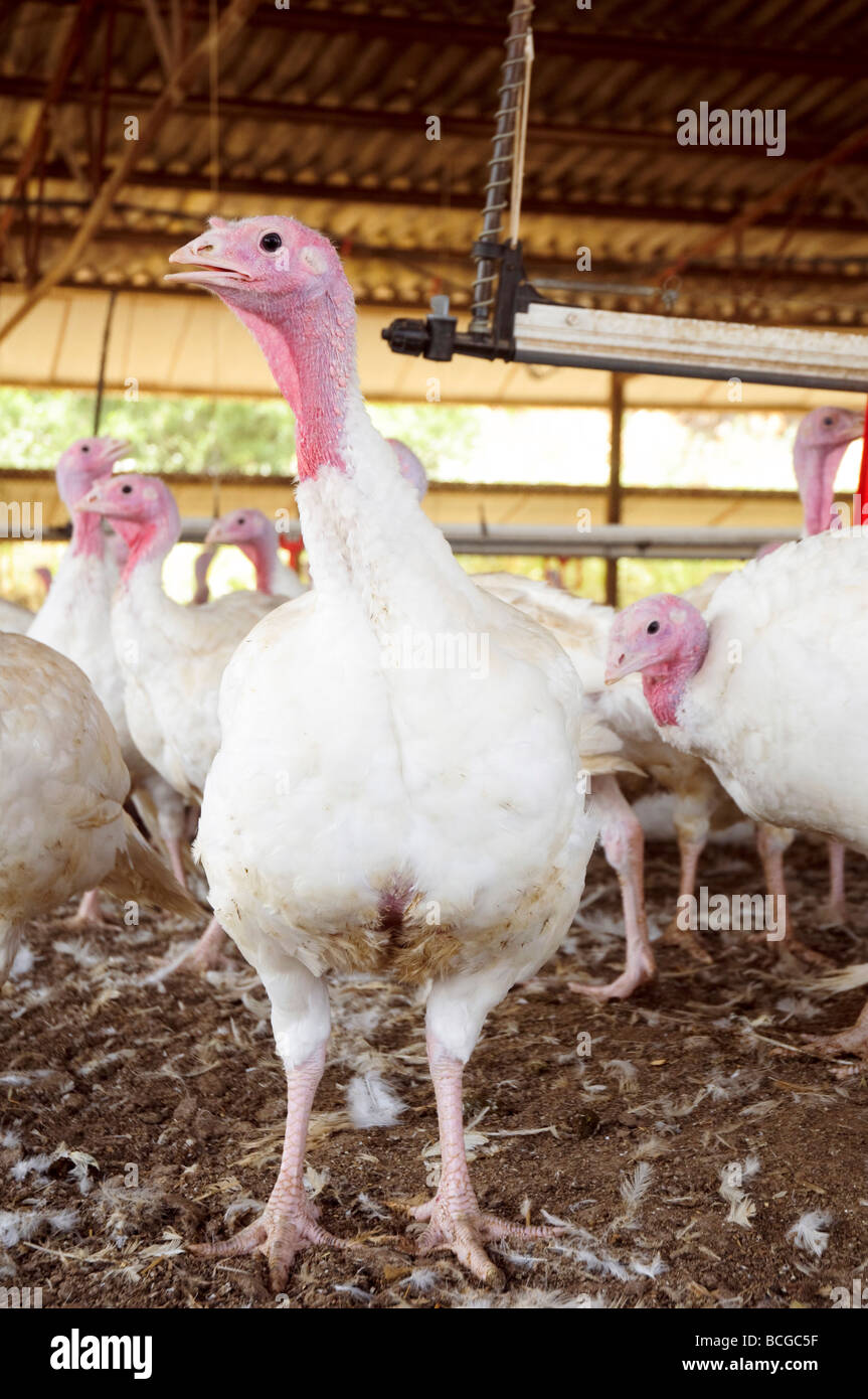 Mature female turkeys after the fattening period in a coop Stock Photo