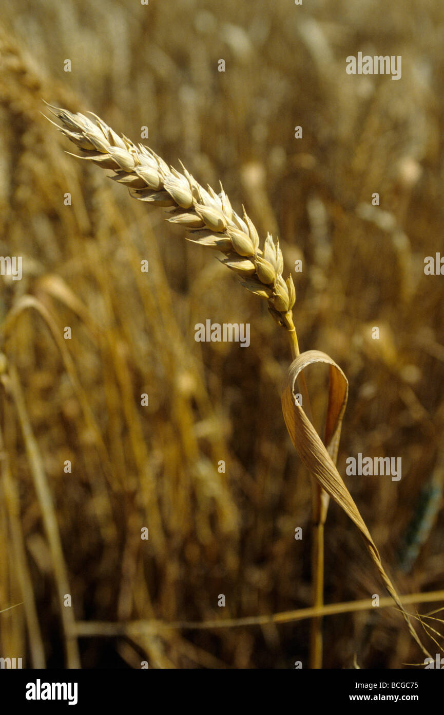Wheat field .Castilla La Mancha .Spain . Stock Photo