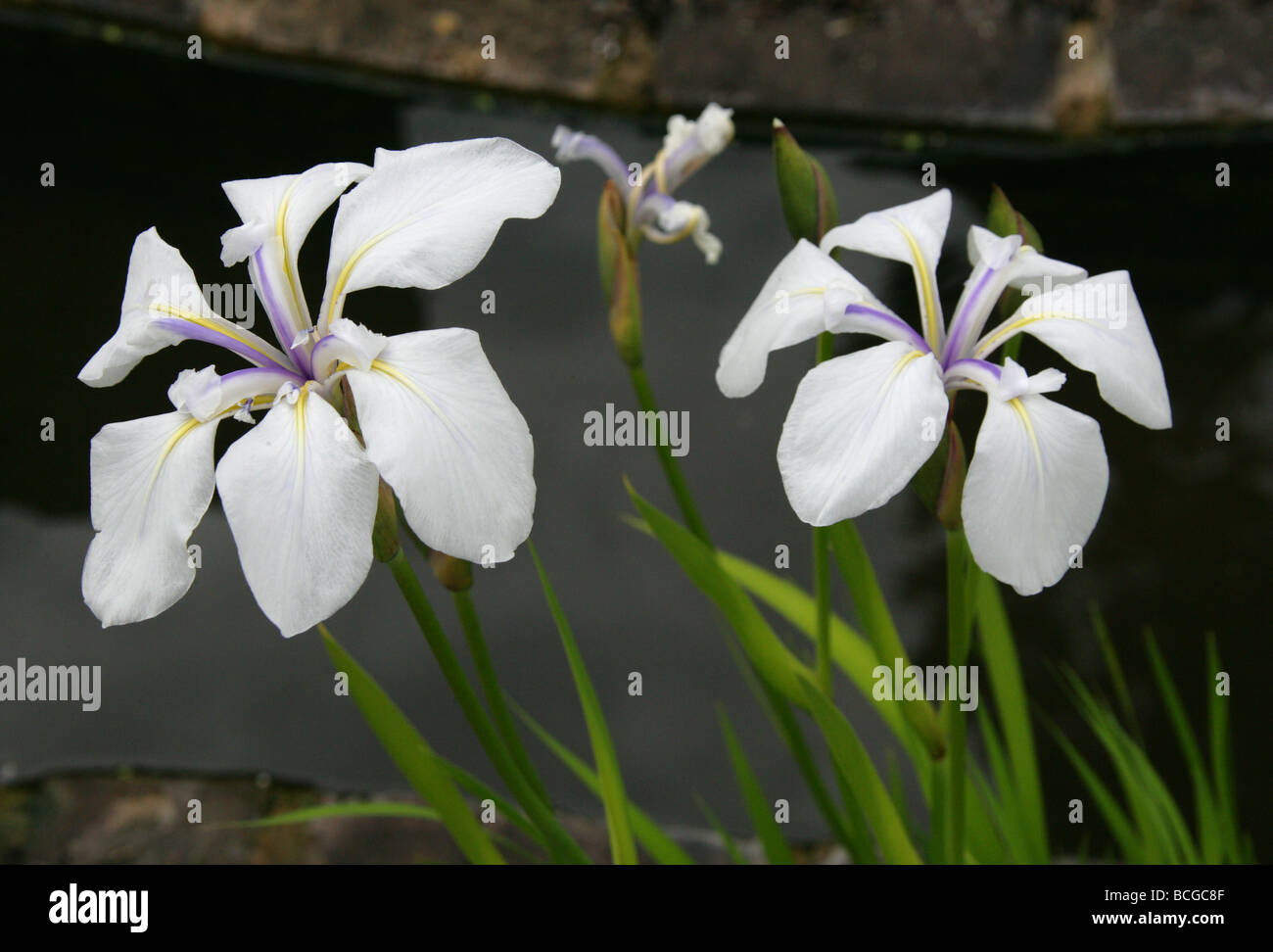 Japanese Water Iris, Rabbitear Iris or Kakitsubata, Iris laevigata 'Alboviolacea', Iridaceae. Stock Photo