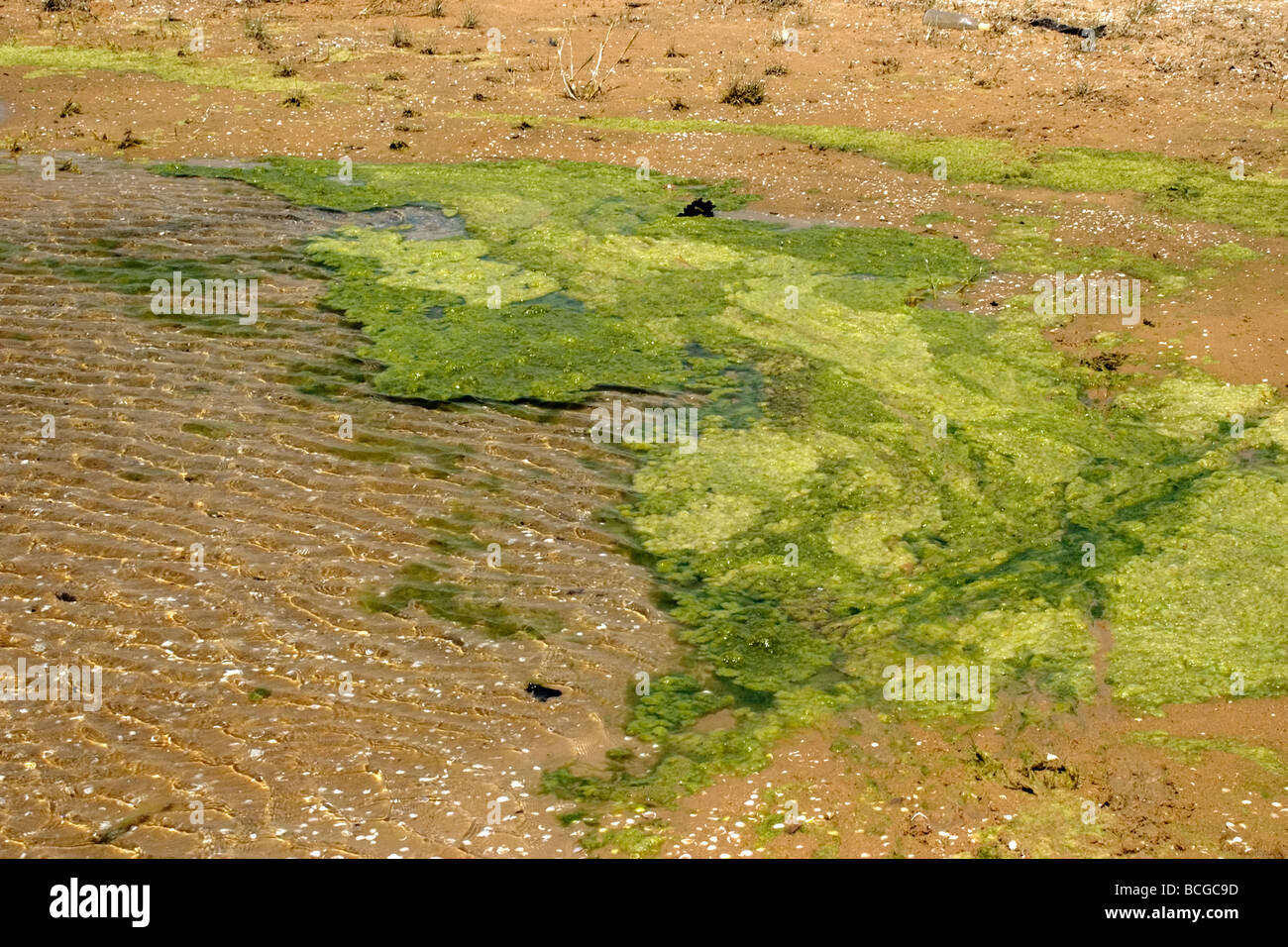 Sand dunes and lake at Ilha Grande de Santa Isabel Parnaiba river delta Piaui Brazil Stock Photo