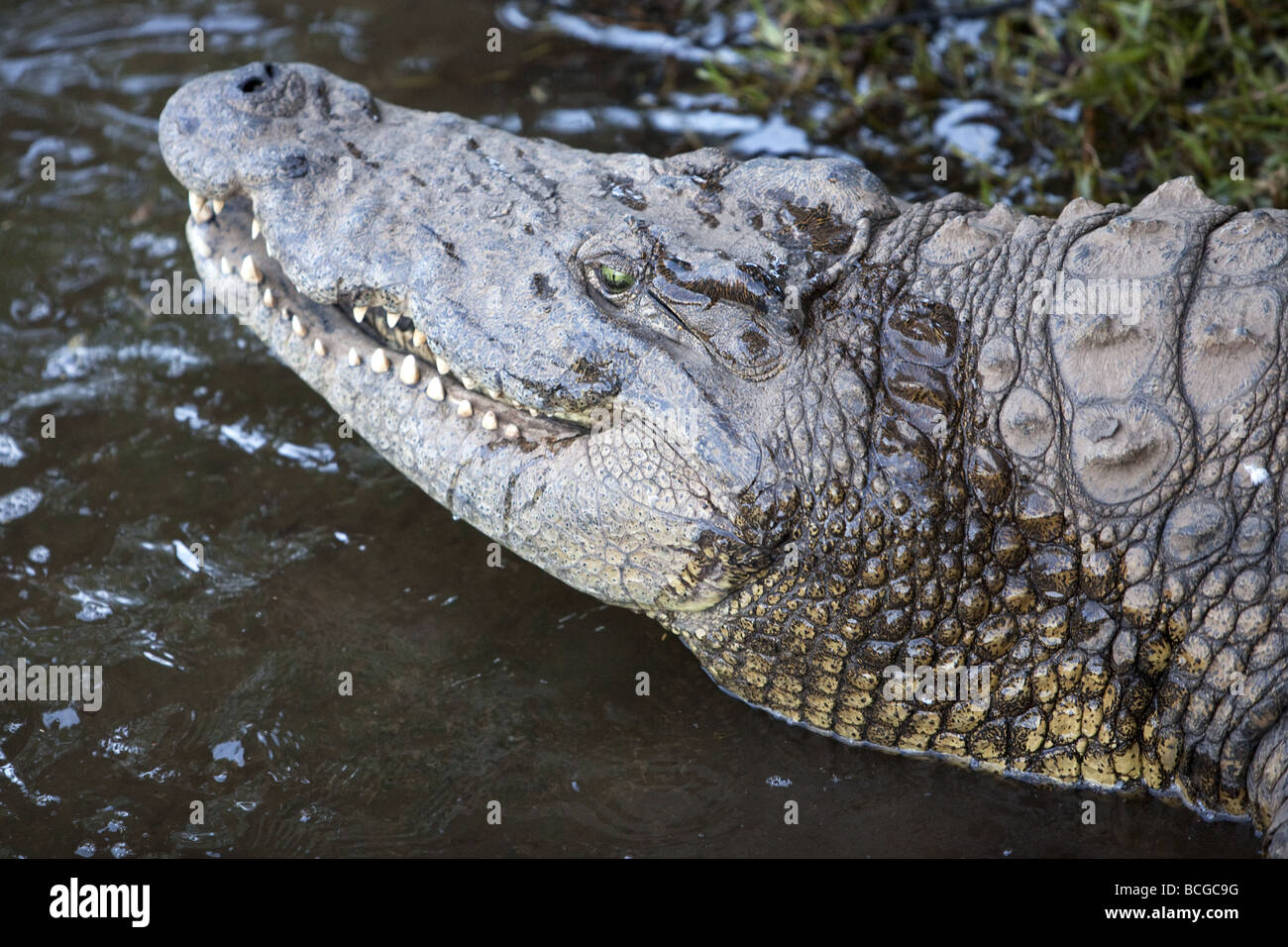 close up shot of face and neck of an African Nile Crocodile entering water Stock Photo