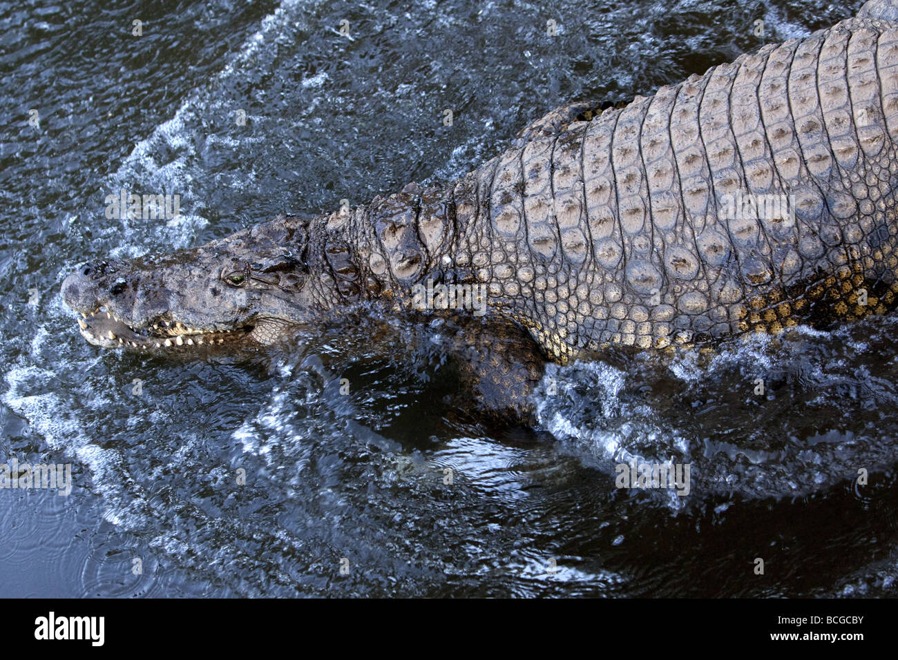 Nile crocodile entering water Stock Photo