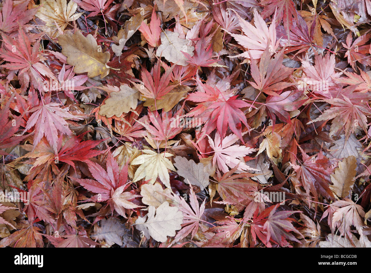 Fallen Maple leaves covering the ground at Westonbirt Arboretum Gloucestershire in Autumn Stock Photo