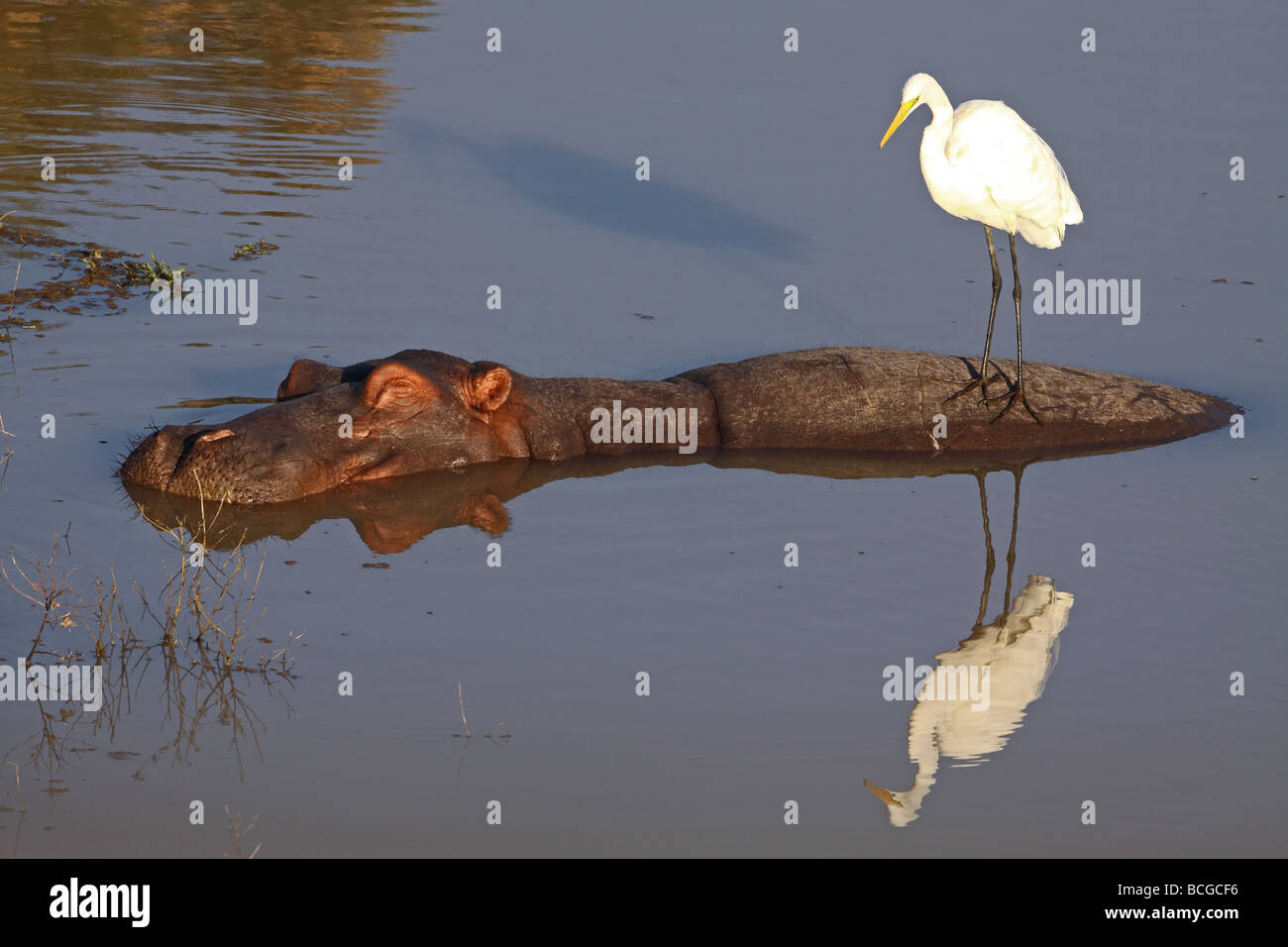 Yellow-billed Egret (Ardea intermedia) perched on the back of a Hippo (Hippopotamus amphibius). Stock Photo
