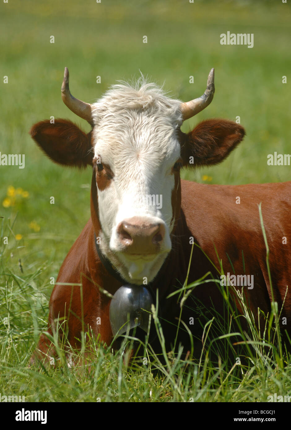 Cow, cattle Stock Photo