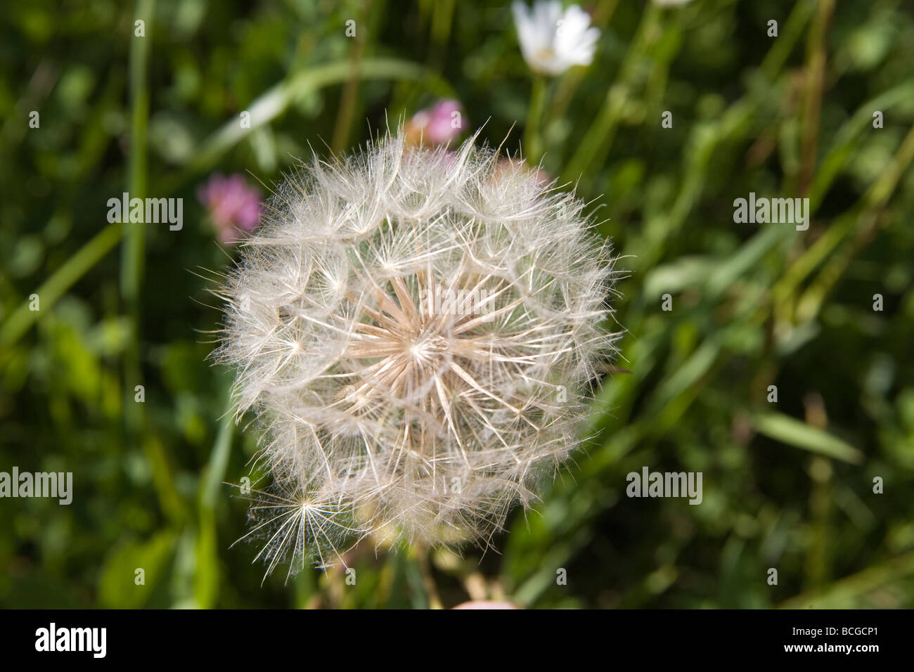 Close up of a dandelion clock Stock Photo - Alamy