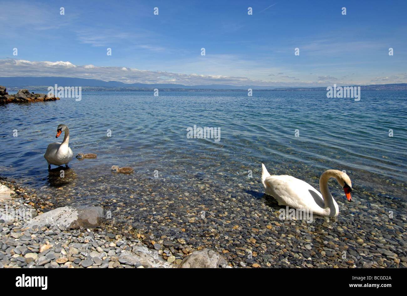 Swan and cygnets on 'Lake Geneva', Evian, France Stock Photo
