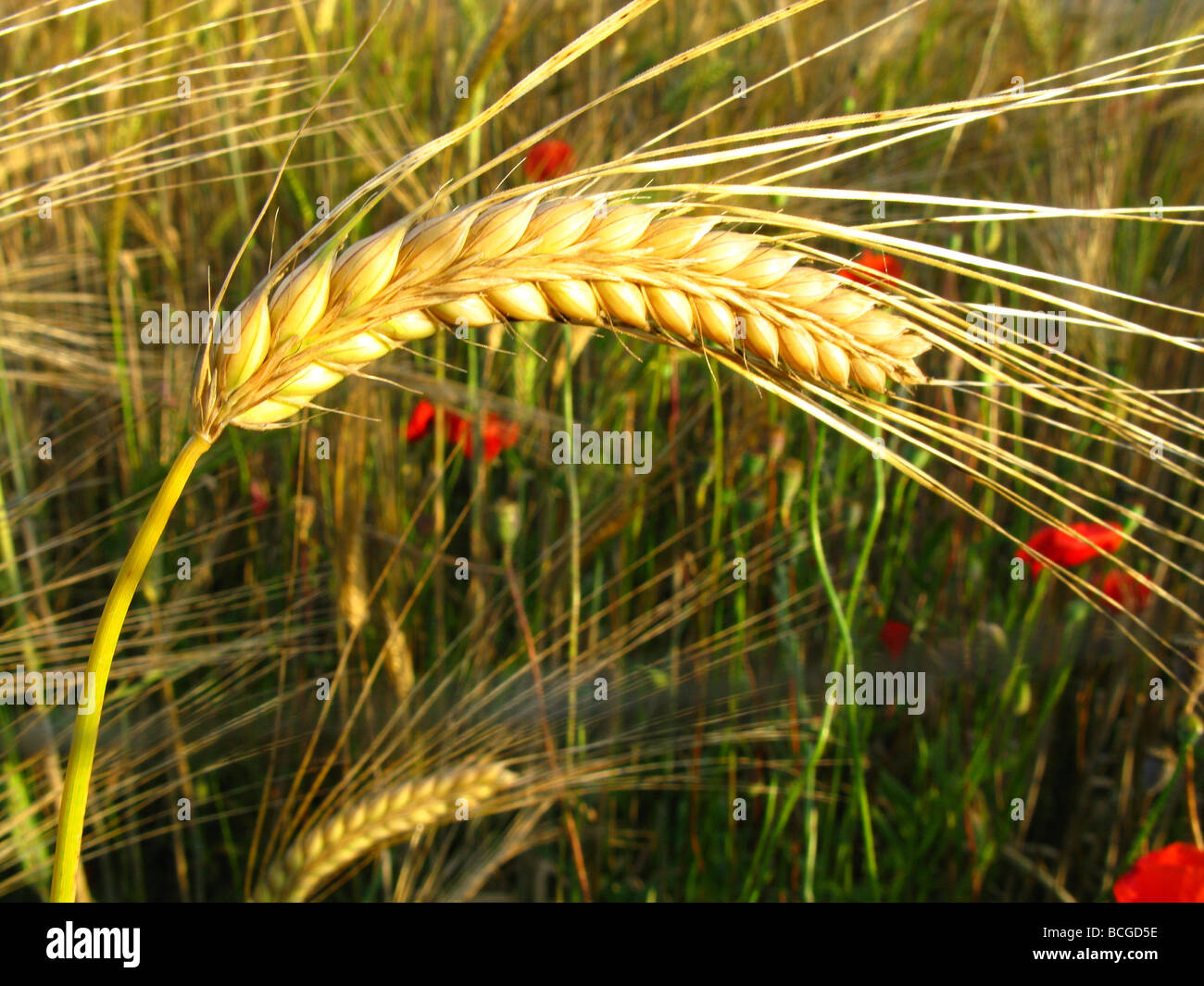 Wheat field La Garrotxa Girona Catalonia Spain Stock Photo