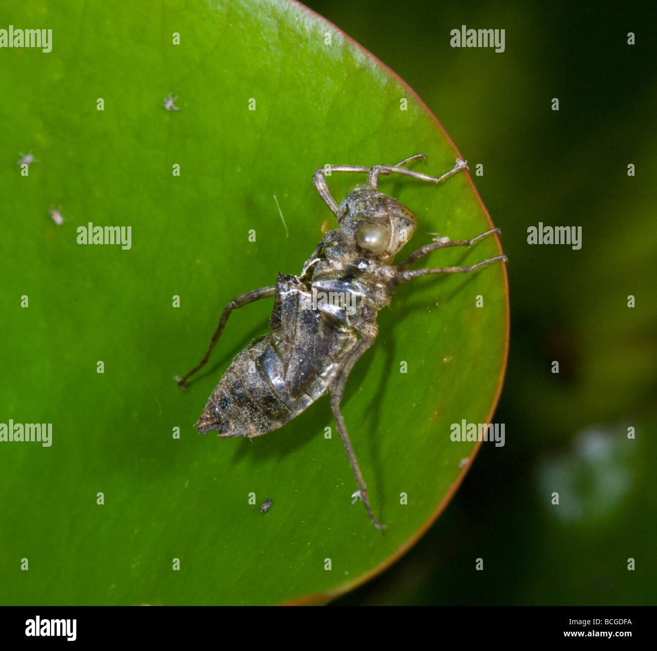 Shed skin hires stock photography and images Alamy