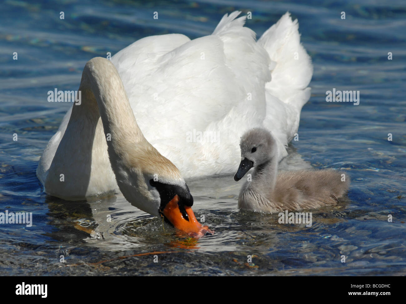 Swan and Stock Photo Alamy