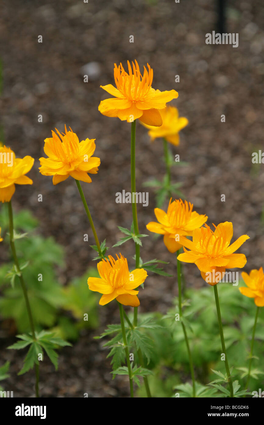 Chinese Globe Flower, Trollius chinensis, Ranunculaceae. China Stock Photo