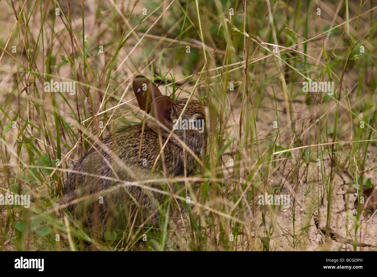 Baby rabbit tries to hide in the grass from the big bad photographer